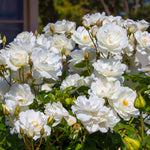 Rose - Iceberg