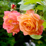 Rose - Climbing - Joseph's Coat