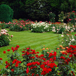 Rose - Climbing - Joseph's Coat