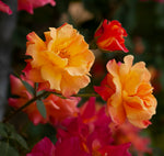 Rose - Climbing - Joseph's Coat