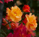 Rose - Climbing - Joseph's Coat