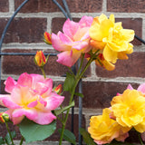 Rose - Climbing - Joseph's Coat