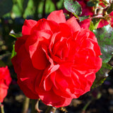 Rose - Europeana