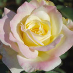 Rose - Garden Party