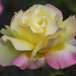 Rose - Garden Party