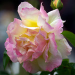 Rose - Garden Party