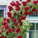 Rose - Climbing - Blaze
