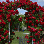 Rose - Climbing - Blaze