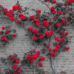 Rose - Climbing - Blaze