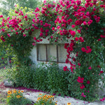 Rose - Climbing - Blaze