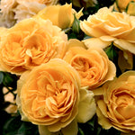Rose - Julia Child™