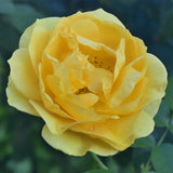Rose - Julia Child™