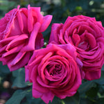 Rose - Miranda Lambert™