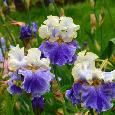 Bearded Iris - Dream of You - 4" Liners