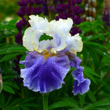 Bearded Iris - Dream of You - 4" Liners