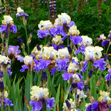 Bearded Iris - Dream of You - 4" Liners