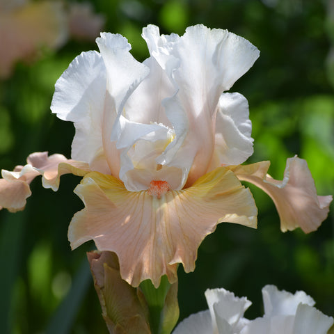 Bearded Iris - Heaven and Earth - 4" Liners