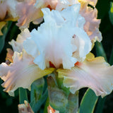 Bearded Iris - Heaven and Earth - 4" Liners