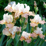 Bearded Iris - Heaven and Earth - 4" Liners
