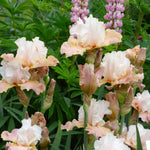 Bearded Iris - Heaven and Earth - 4" Liners