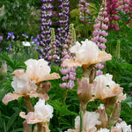 Bearded Iris - Heaven and Earth - 4" Liners