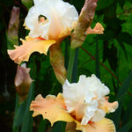 Bearded Iris - Heaven and Earth - 4" Liners