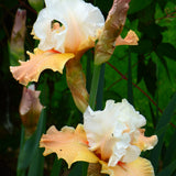 Bearded Iris - Heaven and Earth - 4" Liners