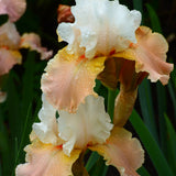 Bearded Iris - Heaven and Earth - 4" Liners
