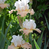 Bearded Iris - Heaven and Earth - 4" Liners