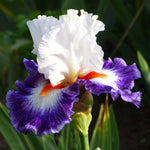 Bearded Iris - Gypsy Lord - 4" Liners