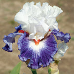 Bearded Iris - Gypsy Lord - 4" Liners