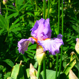 Bearded Iris - Oui Madame - 4" Liners