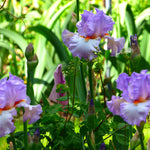 Bearded Iris - Oui Madame - 4" Liners