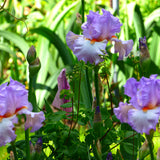 Bearded Iris - Oui Madame - 4" Liners