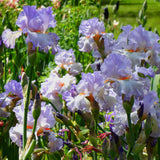 Bearded Iris - Oui Madame - 4" Liners