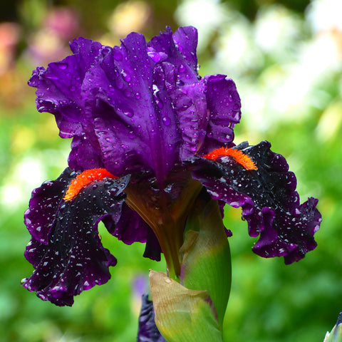 Bearded Iris - Sharp Dressed Man - 4" Liners