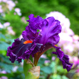 Bearded Iris - Sharp Dressed Man - 4" Liners