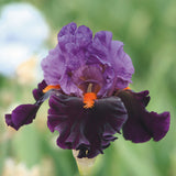 Bearded Iris - Sharp Dressed Man - 4" Liners