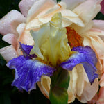Bearded Iris - Sunny Glitter - 4" Liners