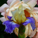 Bearded Iris - Sunny Glitter - 4" Liners