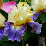 Bearded Iris - Sunny Glitter - 4" Liners