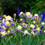 Bearded Iris - Sunny Glitter - 4" Liners