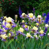 Bearded Iris - Sunny Glitter - 4" Liners