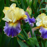 Bearded Iris - Sunny Glitter - 4" Liners