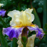 Bearded Iris - Sunny Glitter - 4" Liners