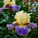 Bearded Iris - Sunny Glitter - 4" Liners