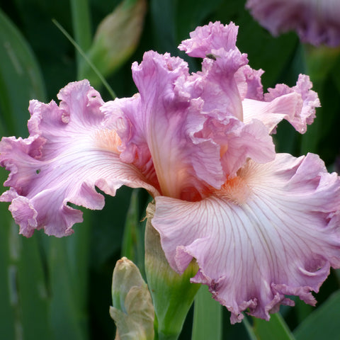 Bearded Iris - Social Graces - 4" Liners