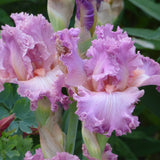 Bearded Iris - Social Graces - 4" Liners