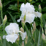 Bearded Iris - Immortaility - 4" Liners