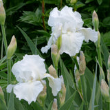 Bearded Iris - Immortaility - 4" Liners